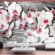 Fototapeta  Oziębłe orchidee